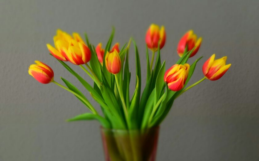 hangende tulpen