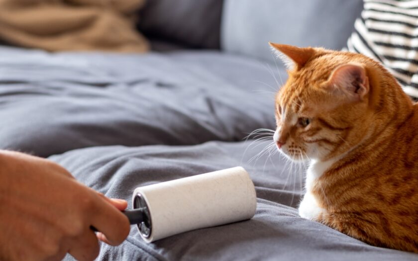 kattenhaar verwijderen van de bank