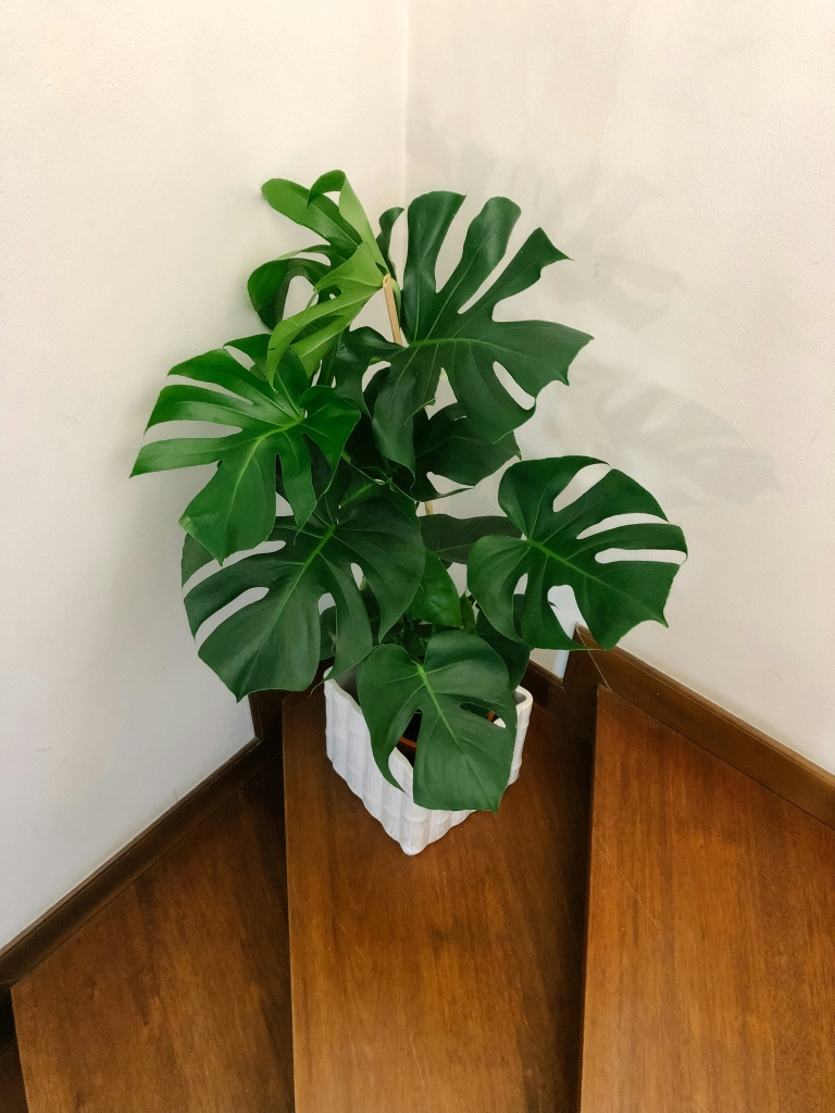 monstera onderhouden