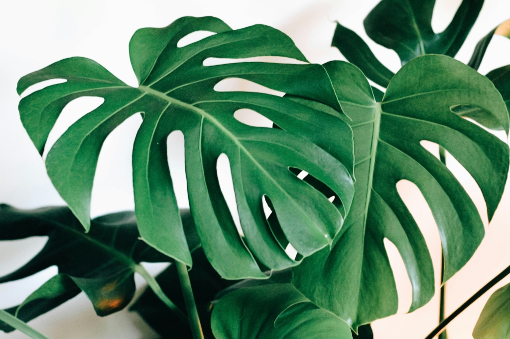 monstera verzorging