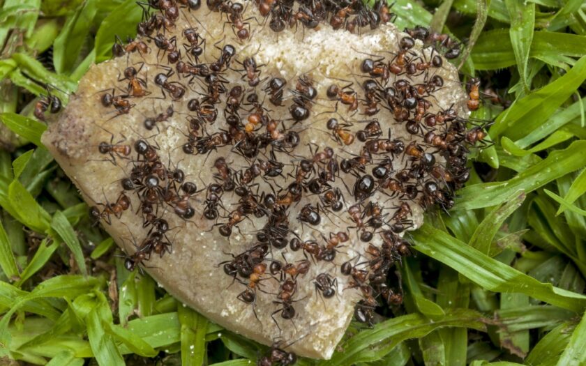 mieren in gazon bestrijden