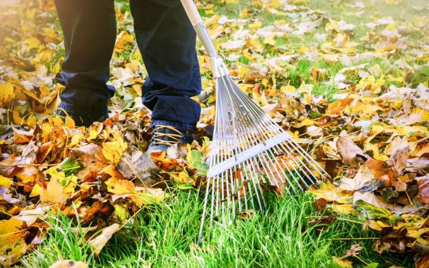Wat doen met de herfstbladeren in de tuin? Slimme en duurzame tips! 1 wat doen met herfstbladeren in de tuin