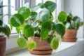 Pilea Peperomioides verzorging