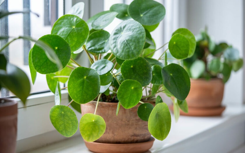 Pilea Peperomioides verzorging
