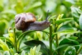slakken in de tuin