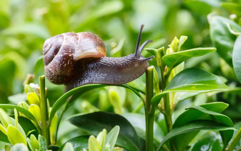 slakken in de tuin