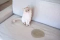 oma weet raad kattenpis