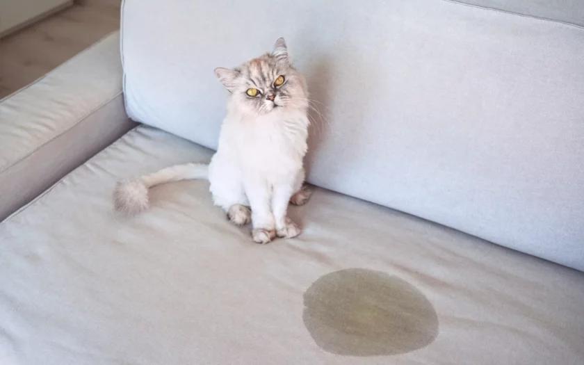 oma weet raad kattenpis